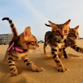 Three tabby kittens with pink and green collars walk across a sandy beach towards the camera, under a blue sky.
