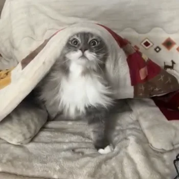 Grey and white cat with wide eyes, head peeking out from under a cream blanket on a soft beige throw.