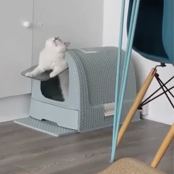 A fluffy white and grey cat yawns, leaning out of a light grey enclosed litter box in a modern room with turquoise chair legs nearby.
