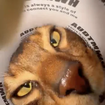 Close-up of a tabby cat's face inside a white protective cone (Elizabethan collar); yellow eyes visible and nose centered.