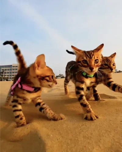 Three tabby kittens with pink and green collars walk across a sandy beach towards the camera, under a blue sky.