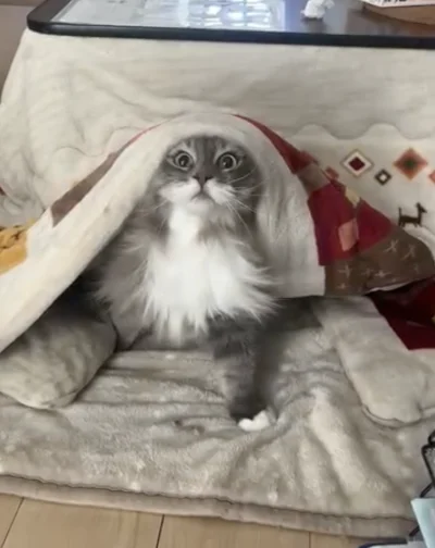 Grey and white cat with wide eyes, head peeking out from under a cream blanket on a soft beige throw.