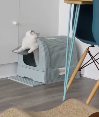 A fluffy white and grey cat yawns, leaning out of a light grey enclosed litter box in a modern room with turquoise chair legs nearby.