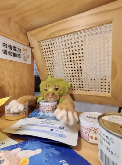 Cat wearing a green leafy hood sits at a wooden counter with cat food tins; a sign in Chinese warns of surveillance and not to steal.