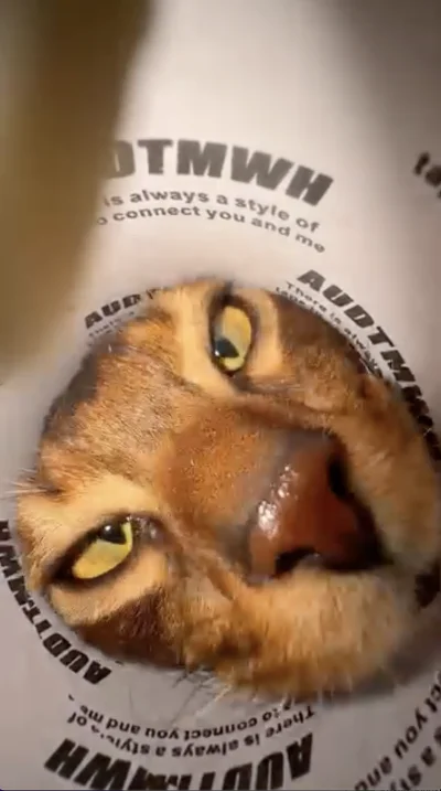 Close-up of a tabby cat's face inside a white protective cone (Elizabethan collar); yellow eyes visible and nose centered.