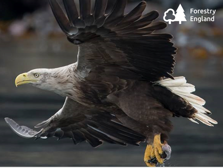 Bald eagle in mid-flight with wings spread over a blurred water background; yellow beak and talons, Forestry England logo in the top-right.