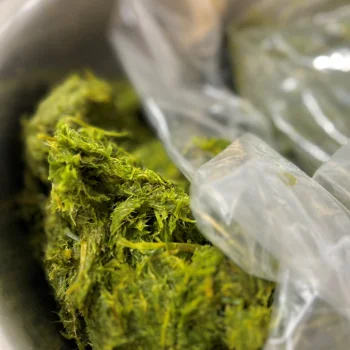Close-up of shredded green plant material inside a clear plastic bag placed in a metal container.
