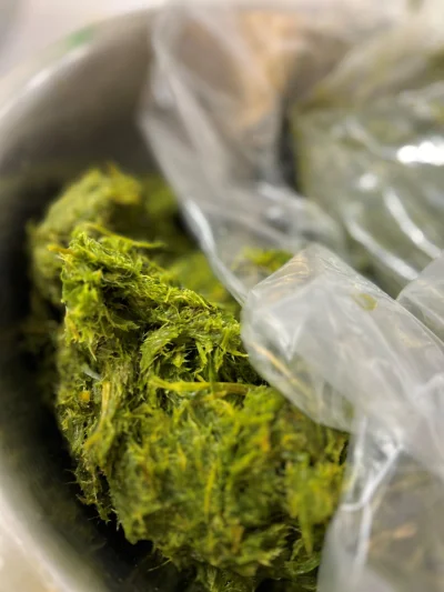 Close-up of shredded green plant material inside a clear plastic bag placed in a metal container.